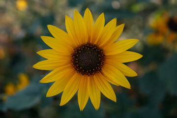 Fototapeta premium sunflower