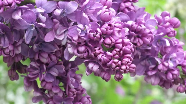beautiful terry violet  lilac flowers blooming in garden. macro. spring