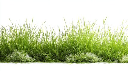 Fototapeta premium Green grass grows on white.