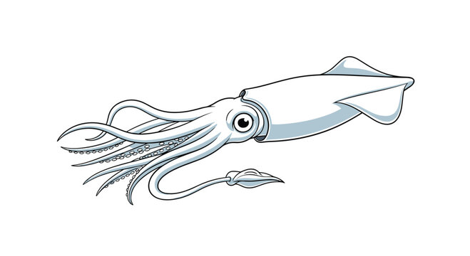 Realistic illustration of a single grey squid with its long tentacles and large eye swimming against a white background.