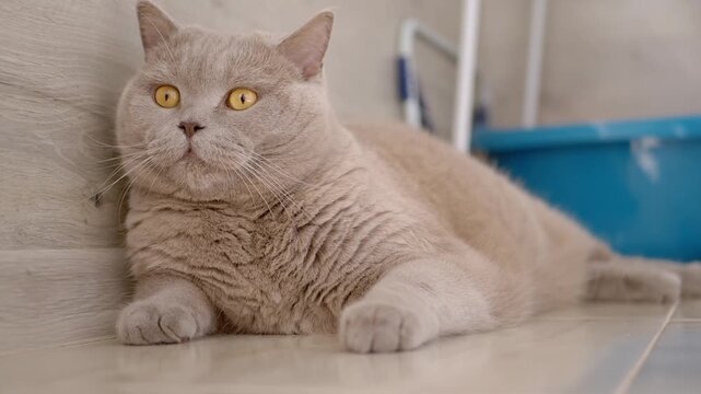 A charming British Shorthair cat lies comfortably, displaying an expressive yawn before promptly licking its lips. Ideal for pet, animal, or humor projects.
