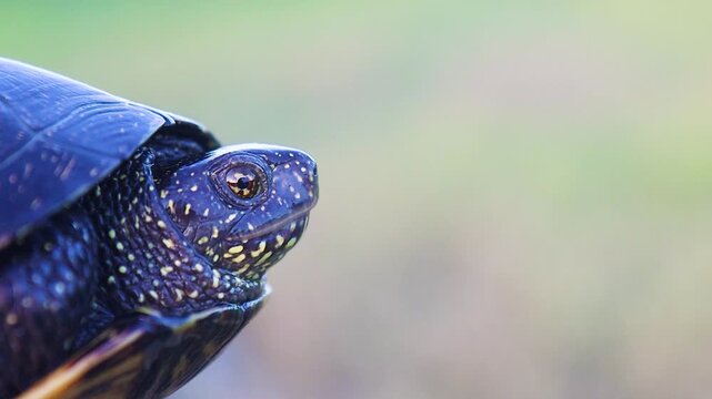 Extreme close up profile of a spotted pond turtle head exploring its surroundings