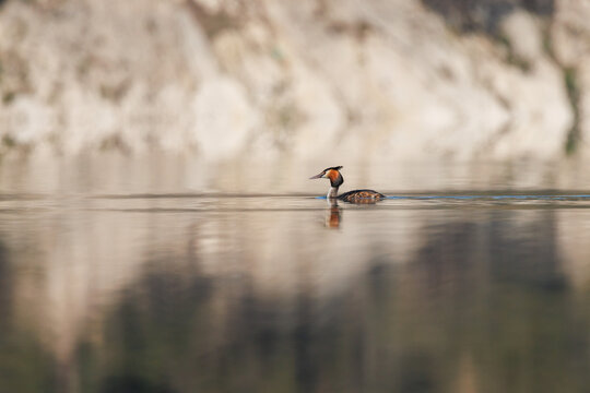 Somormujo lavanco nadando en aguas tranquilas con fondo desenfocado, Beniarres, Espa&ntilde;a