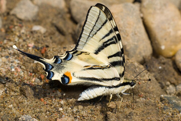butterfly on sand © oleg