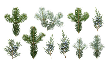Set of Various Evergreen Conifer Branches and Juniper Berries for Winter and Christmas Floral Arrangements