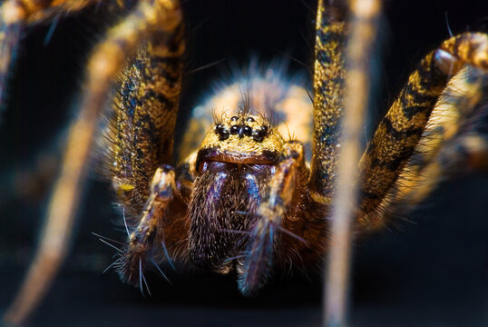 A big spider Tegenaria