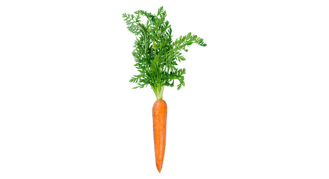 Fresh baby carrots with green tops isolated PNG, bunch of orange root vegetables tied with twine on transparent background