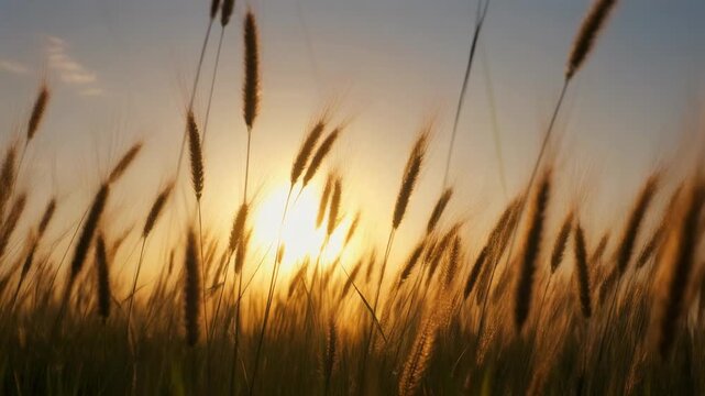 Tall Grass Field Swaying In Wind With Sunset Backlight And Lens Flare
