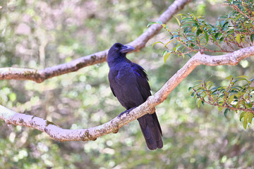 Fototapeta premium A crow with a beautiful blueish glossy black color, Large-billed Crow