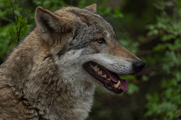 Close-up of gray wolf with tongue out in natural environment © Luc