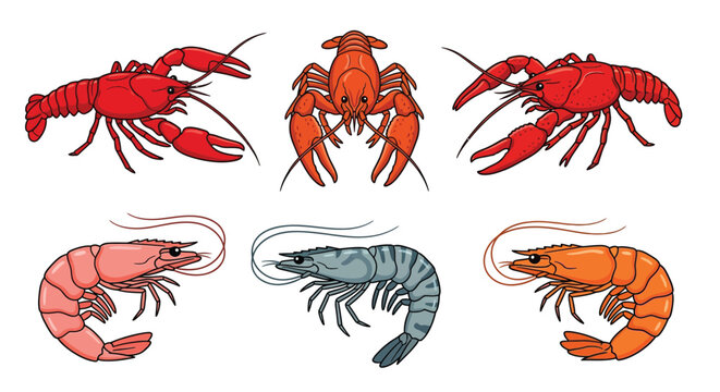 Illustration of various crustaceans including lobsters crawfish and shrimp