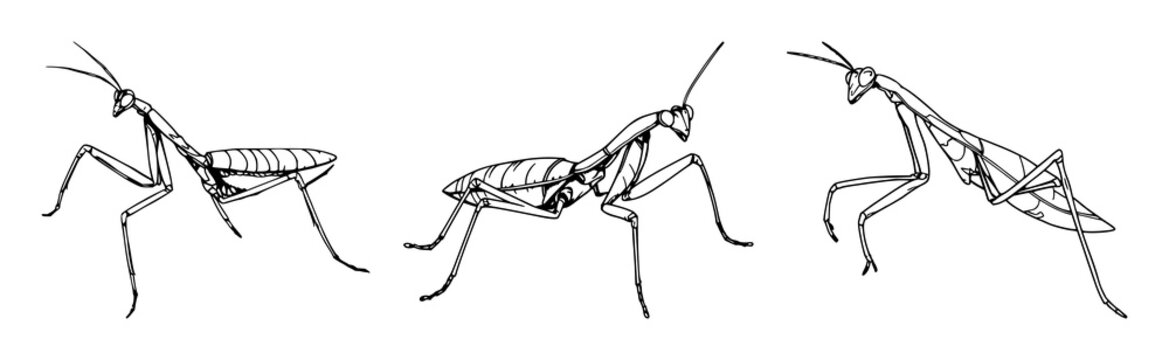 Praying Mantis set with detailed line art and biological sketch style featuring an insect, bug, arthropod with strike pose and intricate limb patterns