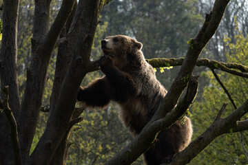 Fototapeta premium Close-up of brown bear head climbing tree crown in forest