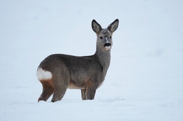Obraz premium European roe deer standing in snow in winter landscape