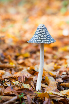 Magpie Fungus (Coprinopsis picacea) - the Netherlands