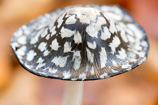 Magpie Fungus (Coprinopsis picacea) - the Netherlands