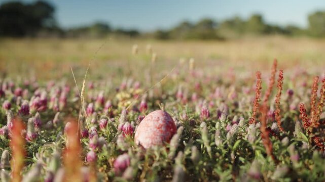 In a Meadow of Clover and Purple Flowers lies an Easter Egg beneath their hues, under the blue sky on a sunny day.