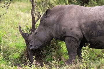 Obraz premium Black Rhinoceros close up in the savannah of the Nairobi National park in Kenya