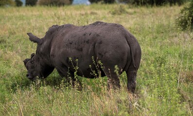 Fototapeta premium Black Rhinoceros close up in the savannah of the Nairobi National park in Kenya