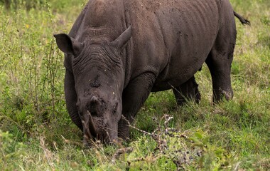 Fototapeta premium Black Rhinoceros close up in the savannah of the Nairobi National park in Kenya