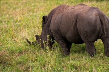 Fototapeta premium Black Rhinoceros close up in the savannah of the Nairobi National park in Kenya