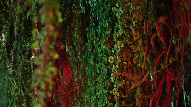 Lush green foliage with vibrant red roots creating a captivating natural texture