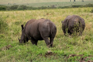Fototapeta premium Black Rhinoceros close up in the savannah of the Nairobi National park in Kenya