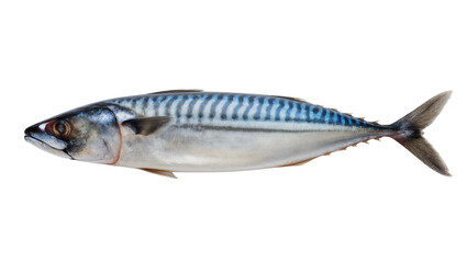 Fototapeta premium Fresh Atlantic mackerel fish, raw and whole, with distinctive blue-green stripes, isolated on transparent background, ready for culinary use PNG