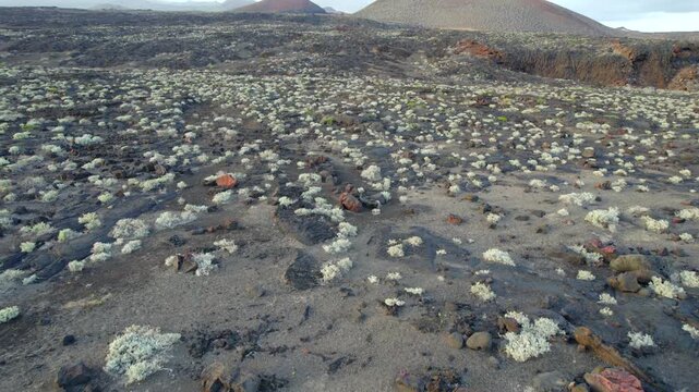 Aerial view of the southern barren volcanic Landsacpe surrounding la Restinga in El Hierro Canary Islands