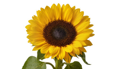Fototapeta premium Vibrant yellow sunflower with lush green leaves, its intricate dark brown center clearly visible, isolated on a transparent background, perfect for summer designs