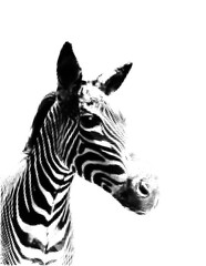 Fototapeta premium Zebra head halftone dot illustration isolated on transparent background animal portrait