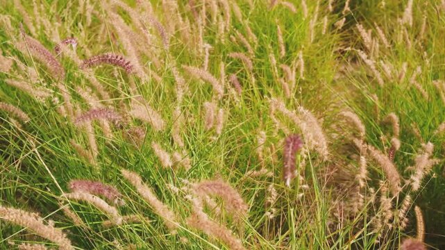 Pennisetum grasses sway gently in a natural sunlit field, warm light, soft focus background