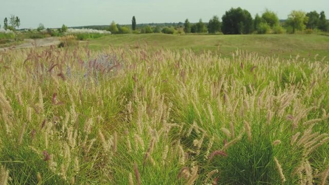 Field of Pennisetum grass with green stalks and feathery seed heads.