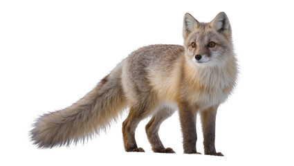 Naklejka premium Alert corsac fox with sandy fur and bushy tail standing, looking right, isolated PNG on transparent background, perfect for wildlife and nature projects