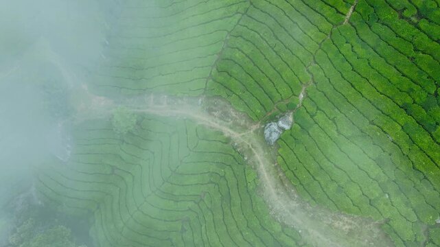 Drone shot - beautiful landscape of Tea estate with fog surrounded, beautiful to watch this 4K video, location is Munnar, Kerala, India - Gods Own Country