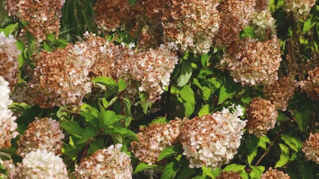 Hydrangea paniculata blooms display fading white to brown flower clusters on green foliage