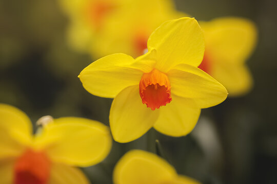 Gelbe Narzissen - Narcissus pseudonarcissus