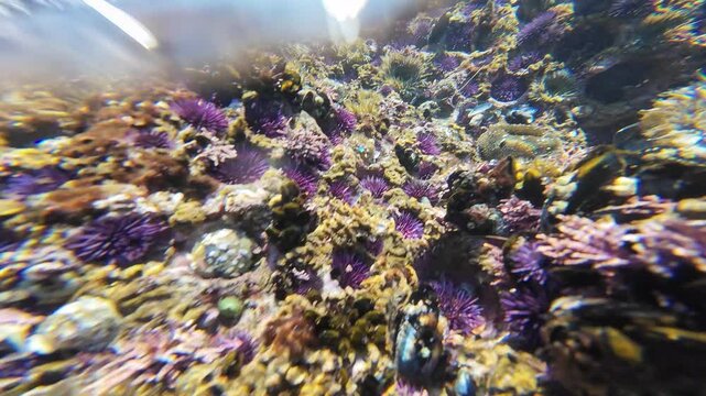 Underwater Southern California Ocean Purple Sea Urchin and Anemone