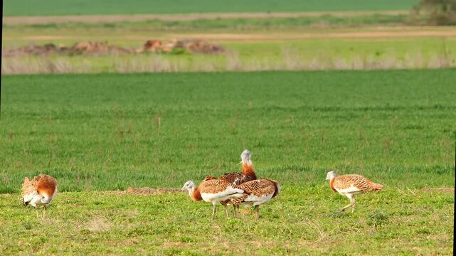 great bustards walking on grassland, searching for food 234