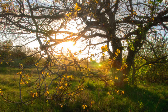 Spring Scene of Blooming Tree in Bright Golden Sunlight at Sunset