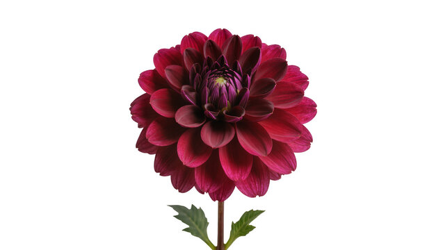 Rich dark red dahlia flower with intricate petals and green stem, a beautiful botanical bloom isolated on transparent background for design PNG