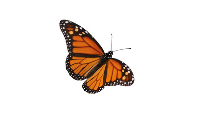 Obraz premium Vibrant monarch butterfly with striking orange and black wings, featuring delicate white spots, isolated for design projects, high-quality PNG