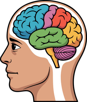 Human head profile with brain exposed in different colored lobes, side view, educational diagram