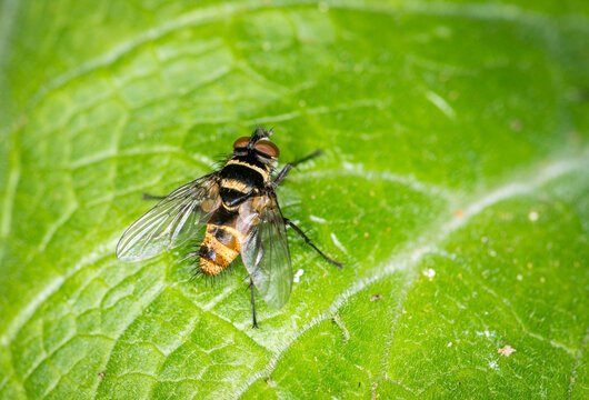 Close up of Trigonospila brevifacies  or Australian leaftoller tachinid which is a species of true fly in the family Tachinidae native to eastern Australia. This species is also found in New Zealand