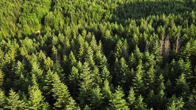Aerial drone view of majestic summer forest in sunset light. Open mind. Relaxing silent concept. Hope dreams. Green deciduous and evergreen trees. Outdoors lifestyle for healthy and fresh air