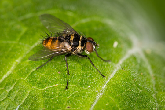 Close up of Trigonospila brevifacies  or Australian leaftoller tachinid which is a species of true fly in the family Tachinidae native to eastern Australia. This species is also found in New Zealand