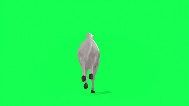 4k white Horse Run cycle loop back view animation Green Screen Animal, 3D Realistic Arabian horse Galloping Freely on a Vibrant rendering on the chroma key, cartoon element to your video content