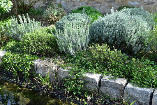 Jardin&nbsp;de&nbsp;plantes&nbsp;aromatiques