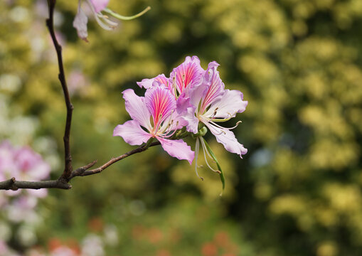 Pink bauhinia flower blooming on branch
