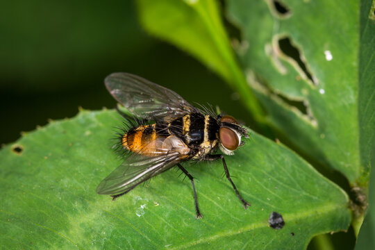 Close up of Trigonospila brevifacies  or Australian leaftoller tachinid which is a species of true fly in the family Tachinidae native to eastern Australia. This species is also found in New Zealand
